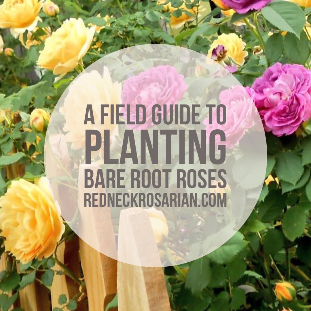 "A Field Guide to Planting Bare Root Roses" title card over a photo of yellow and pink roses