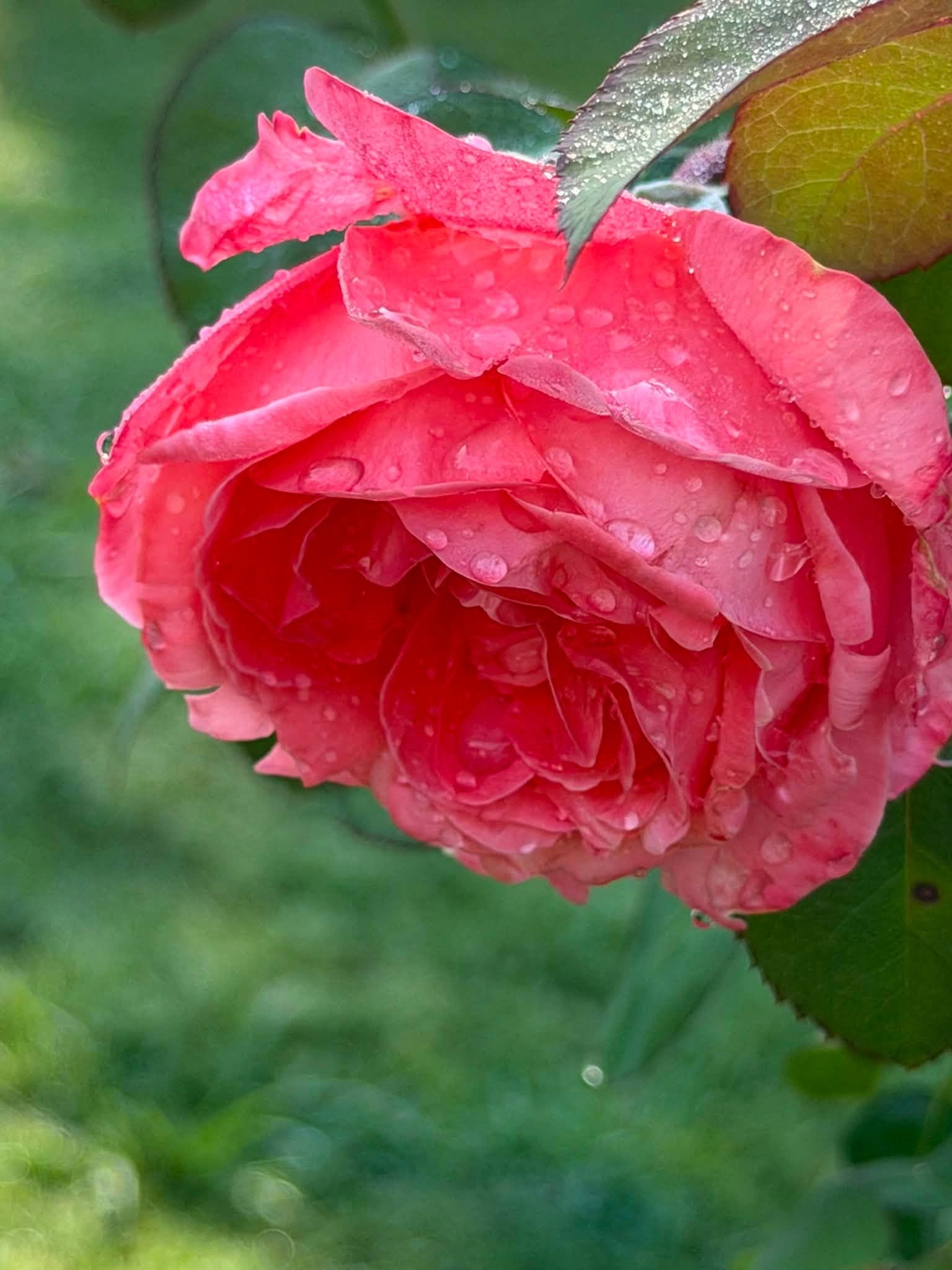 Close up of a dew covered coral rose bloom in Chris VanCleave's garden