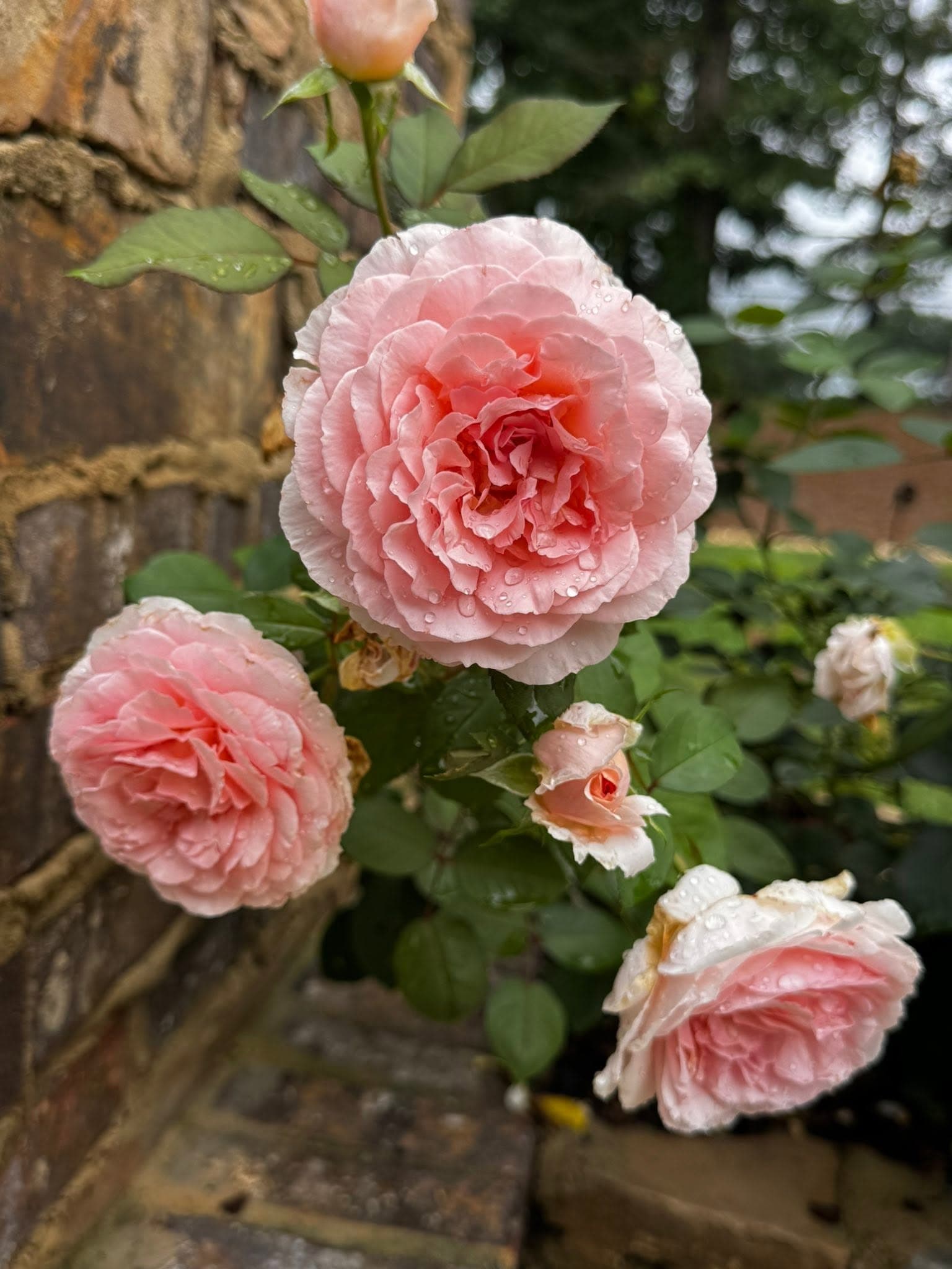 Cluster of soft pink roses climbing a stone wall