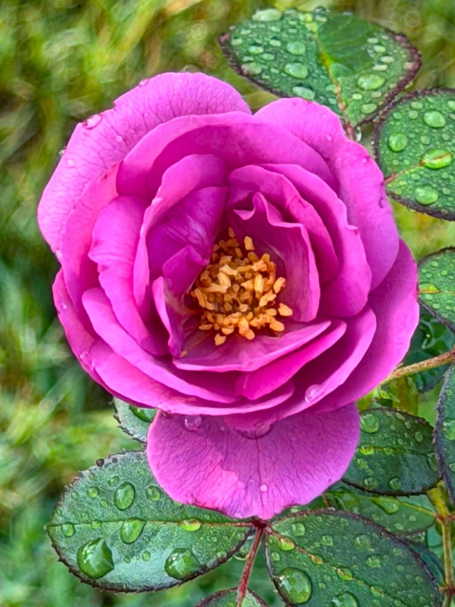 A vivid magenta old garden rose with dew on its petals and foliage