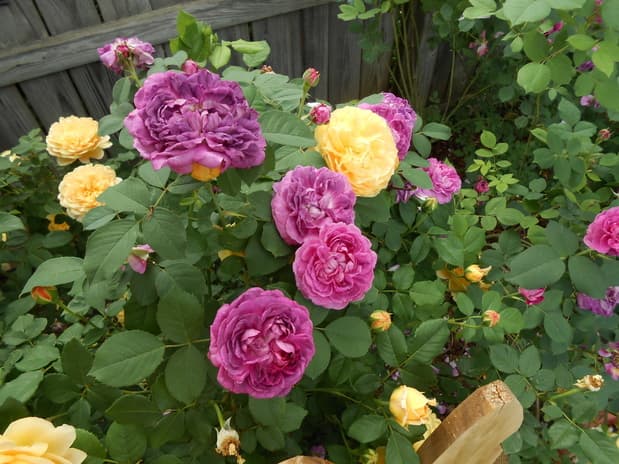 Purple and yellow English roses blooming along a wooden fence in Chris VanCleave's garden