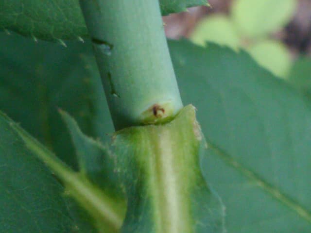 A clean cut just above a bud eye on a rose stem