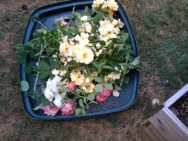A tray full of deadheaded rose clippings and spent blooms