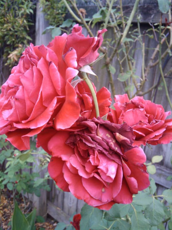 'Don Juan' Climber blooms just past their prime, ready for deadheading
