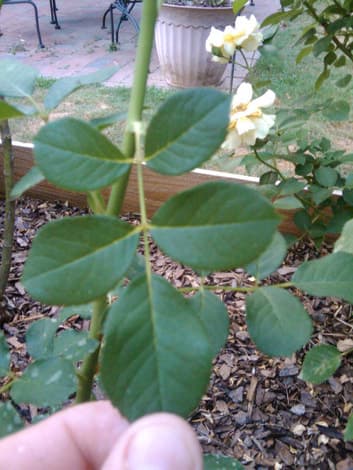 A five-leaflet set on a rose stem, the point to deadhead above