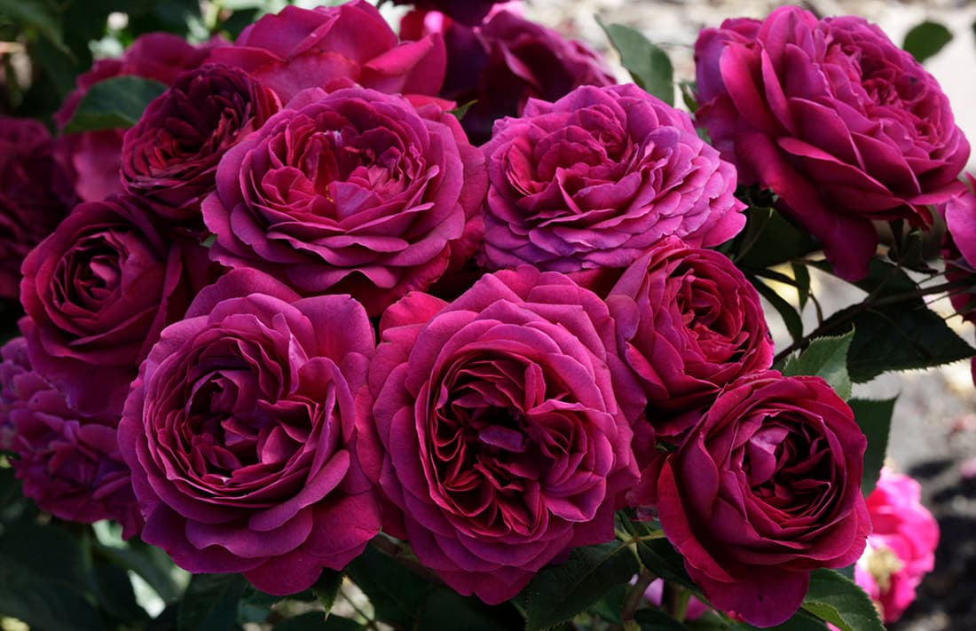 A cluster of deep magenta 'Celestial Night' rose blooms