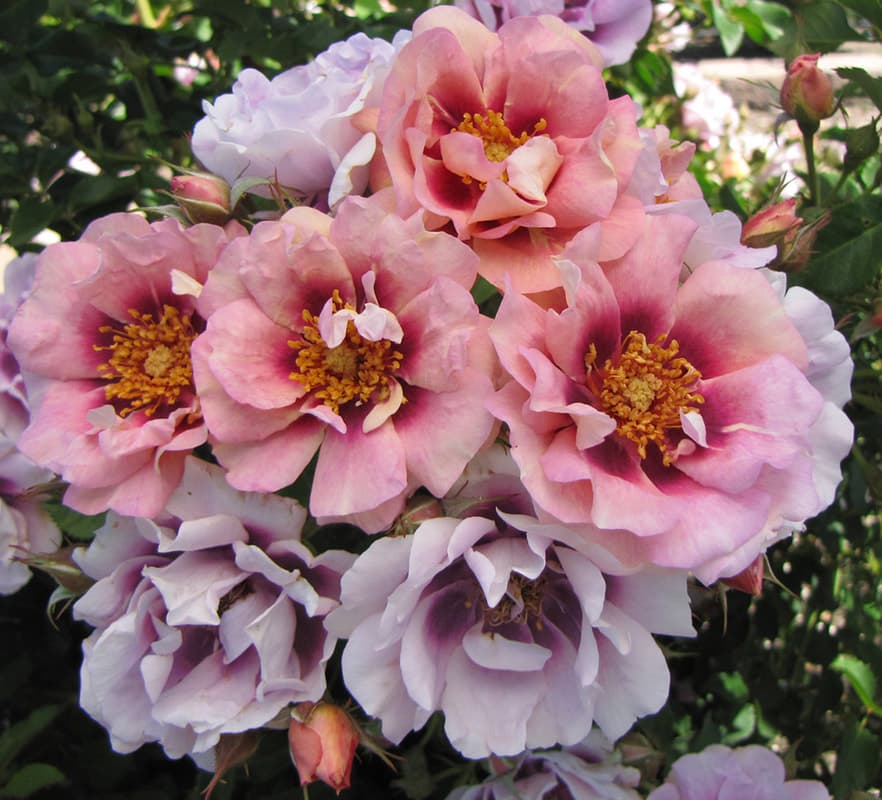 A cluster of pink and lavender 'Easy on the Eyes' rose blooms