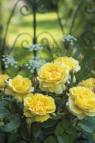 'The Poet's Wife' rose from David Austin Roses, an apricot-yellow bloom