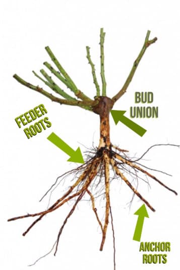 A labeled diagram of a bare root rose showing the bud union, feeder roots, and anchor roots