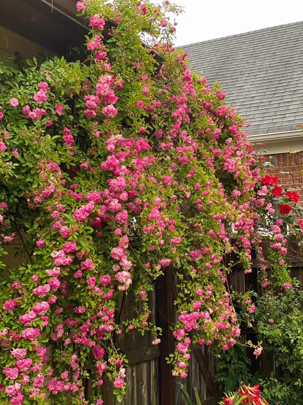 A vigorous pink climbing rose trained over a wooden arbor and gate, its blooms cascading down both sides beside a red climbing rose and a shingle-roofed house