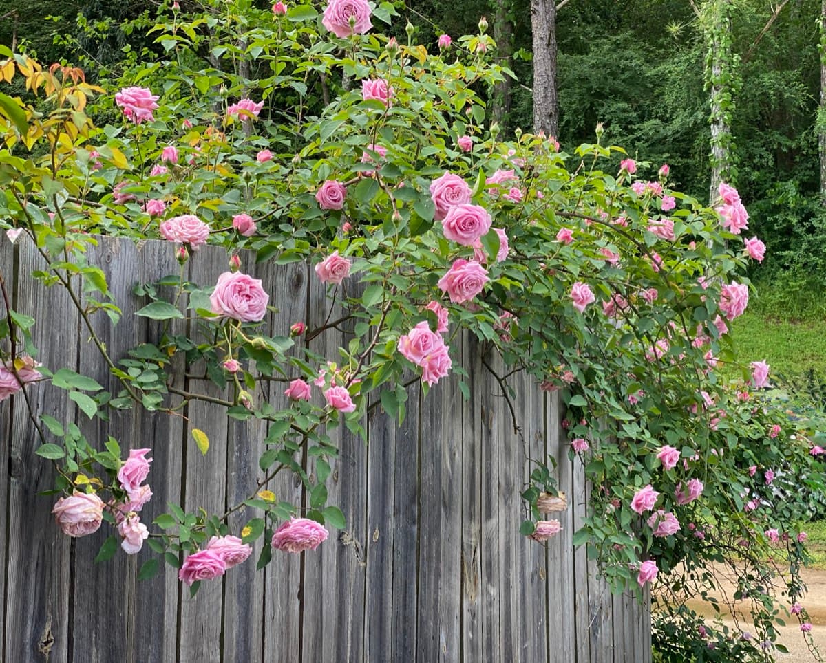 A pink climbing rose trained along the top of a wooden privacy fence, its canes arching horizontally with blooms along their length